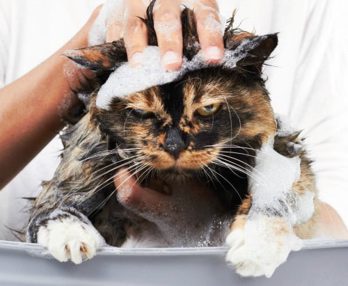 gato_higiene4