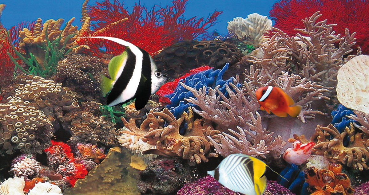 The Marine Aquarium