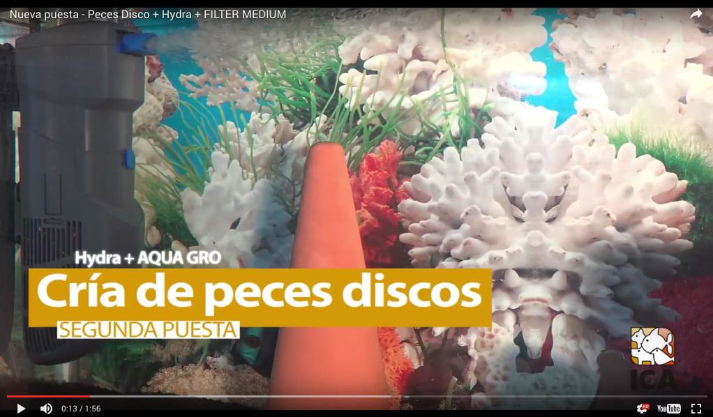 Nueva puesta – Peces Disco + Hydra + FILTER MEDIUM