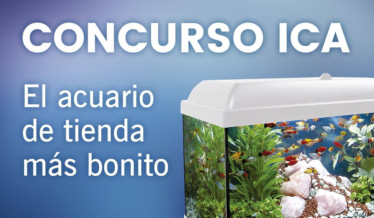 Concurso ICA: El acuario de tienda más bonito