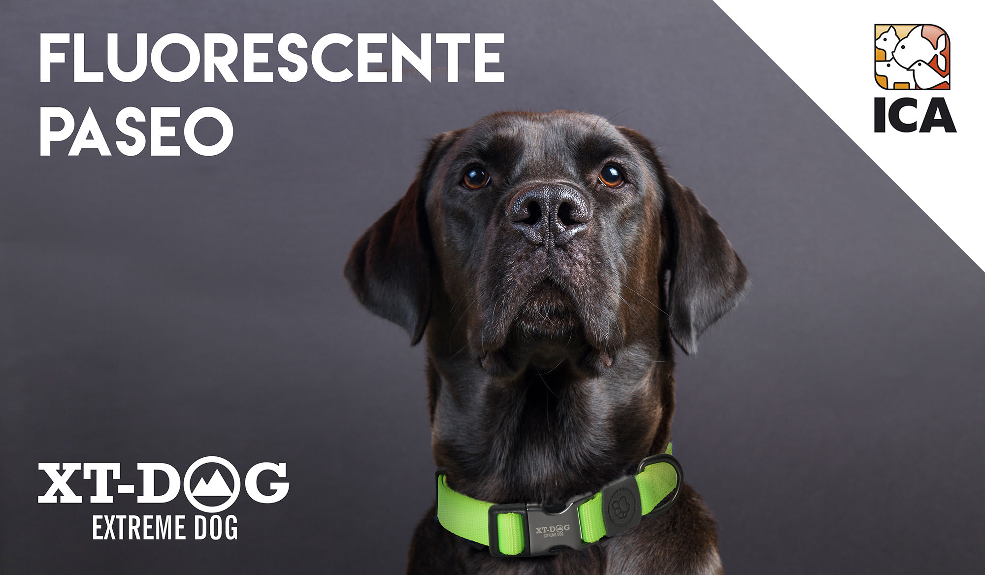 PASEO FLUORESCENTE XT-DOG