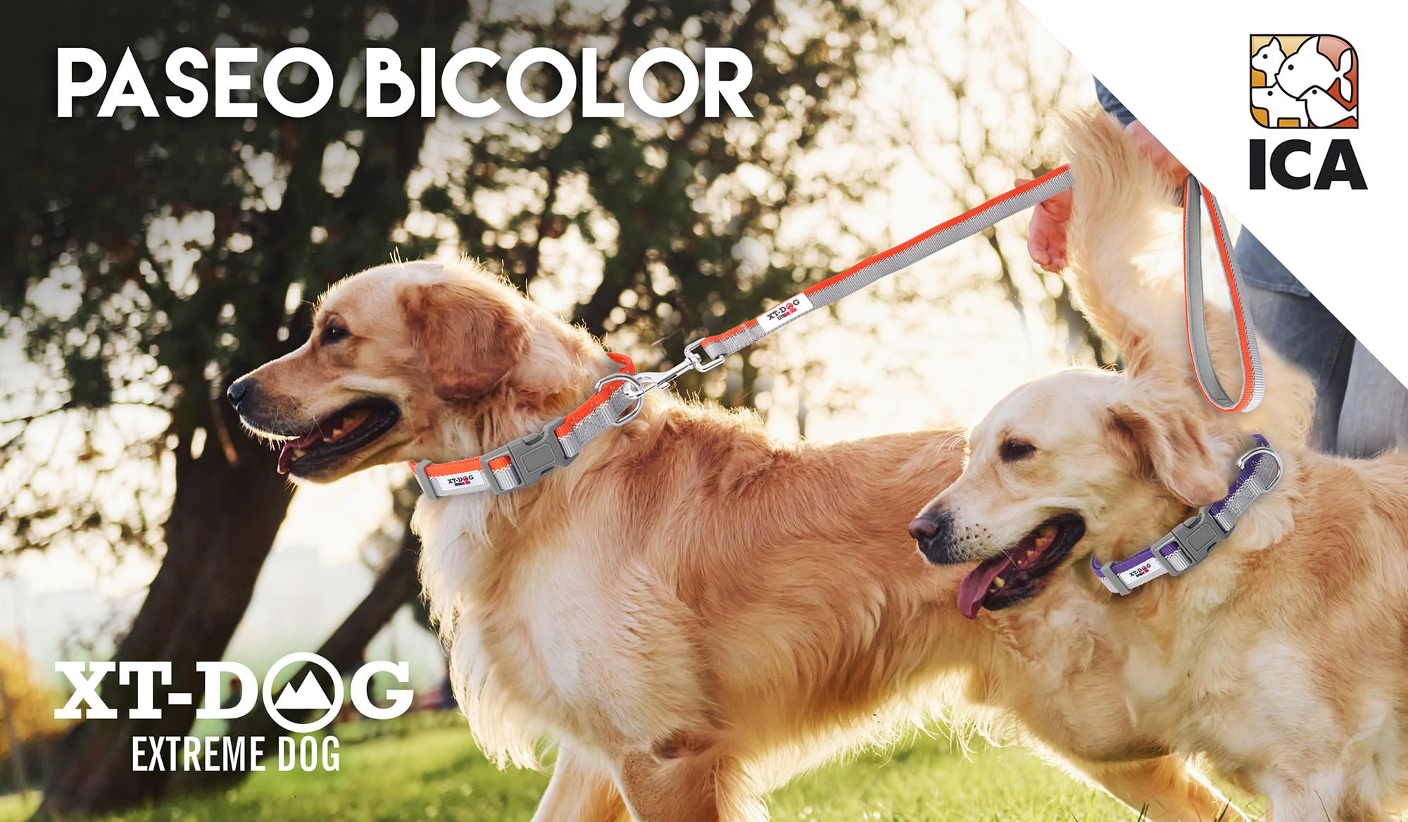 Paseo Bicolor XT-DOG